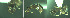  ( - 17S712)  @11 [ ] CreativeCommons  Attribution Non-Commercial Share-Alike (2020) S. Schär; M. Menchetti; E. Schifani Institut de Biologia Evolutiva (CSIC-UPF), Butterfly Diversity and Evolution Lab