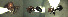  ( - 17S611)  @11 [ ] CreativeCommons  Attribution Non-Commercial Share-Alike (2020) S. Schär; M. Menchetti; E. Schifani Institut de Biologia Evolutiva (CSIC-UPF), Butterfly Diversity and Evolution Lab