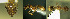  (Aphaenogaster pallida - 17S599)  @11 [ ] CreativeCommons  Attribution Non-Commercial Share-Alike (2020) S. Schär; M. Menchetti; E. Schifani Institut de Biologia Evolutiva (CSIC-UPF), Butterfly Diversity and Evolution Lab