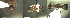  ( - 17S618)  @11 [ ] CreativeCommons  Attribution Non-Commercial Share-Alike (2020) S. Schär; M. Menchetti; E. Schifani Institut de Biologia Evolutiva (CSIC-UPF), Butterfly Diversity and Evolution Lab