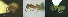  (Lasius myops - 17S637)  @13 [ ] CreativeCommons  Attribution Non-Commercial Share-Alike (2020) S. Schär; M. Menchetti; E. Schifani Institut de Biologia Evolutiva (CSIC-UPF), Butterfly Diversity and Evolution Lab
