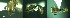  (Strongylognathus destefanii - 17S689)  @11 [ ] CreativeCommons  Attribution Non-Commercial Share-Alike (2020) S. Schär; M. Menchetti; E. Schifani Institut de Biologia Evolutiva (CSIC-UPF), Butterfly Diversity and Evolution Lab