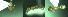  ( - 17S696)  @12 [ ] CreativeCommons  Attribution Non-Commercial Share-Alike (2020) S. Schär; M. Menchetti; E. Schifani Institut de Biologia Evolutiva (CSIC-UPF), Butterfly Diversity and Evolution Lab