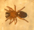  (Agyneta amersaxatilis - CCDB-08105-B10)  @13 [ ] CreativeCommons - Attribution (2012) Arctic Ecology Course, University of Guelph Centre for Biodiversity Genomics