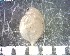 (Daphnia pulex group - CCDB-08111-B04)  @13 [ ] CreativeCommons - Attribution (2012) Arctic Ecology Course, University of Guelph Centre for Biodiversity Genomics