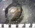  (Daphnia middendorffiana - CCDB-08111-C05)  @12 [ ] CreativeCommons - Attribution (2012) Arctic Ecology Course, University of Guelph Centre for Biodiversity Genomics