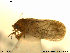  (Strophingia ericae - AE_HEM105)  @11 [ ] CreativeCommons - Attribution Non-Commercial Share-Alike (2014) Unspecified The Norwegian Institute for Nature Research