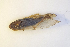  (Prokelisia marginata - AE_HEM172)  @11 [ ] CreativeCommons - Attribution Share-Alike (2019) Anders Endrestol Norwegian Institute for nature reseach