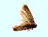  ( - AE_LEP_29)  @12 [ ] CreativeCommons - Attribution Non-Commercial Share-Alike (2015) Unspecified The Norwegian Institute for Nature Research