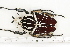  ( - BC-TB7158)  @13 [ ] Copyright (2010) Thierry Bouyer Research Collection of Philippe Leonard