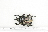  ( - BC-TB7174)  @12 [ ] Copyright (2010) Thierry Bouyer Research Collection of Philippe Leonard