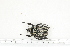  ( - BC-TB7175)  @12 [ ] Copyright (2010) Thierry Bouyer Research Collection of Philippe Leonard