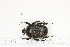  ( - BC-TB7176)  @11 [ ] Copyright (2010) Thierry Bouyer Research Collection of Philippe Leonard