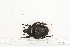  ( - BC-TB7179)  @11 [ ] Copyright (2010) Thierry Bouyer Research Collection of Philippe Leonard
