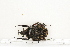  (Fornasinius aureosparsus - BC-TB7181)  @14 [ ] Copyright (2010) Thierry Bouyer Research Collection of Philippe Leonard