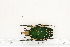  ( - BC-TB7185)  @13 [ ] Copyright (2010) Thierry Bouyer Research Collection of Philippe Leonard