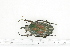  ( - BC-TB7187)  @13 [ ] Copyright (2010) Thierry Bouyer Research Collection of Philippe Leonard
