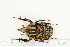  (Mecynorrhinella oberthueri - BC-TB7191)  @13 [ ] Copyright (2010) Thierry Bouyer Research Collection of Philippe Leonard