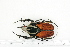  ( - BC-TB7193)  @13 [ ] Copyright (2010) Thierry Bouyer Research Collection of Philippe Leonard