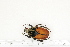  ( - BC-TB7194)  @13 [ ] Copyright (2010) Thierry Bouyer Research Collection of Philippe Leonard