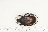  ( - BC-TB7195)  @12 [ ] Copyright (2010) Thierry Bouyer Research Collection of Philippe Leonard