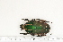  (Mecynorrhinella - BC-TB7201)  @13 [ ] Copyright (2010) Thierry Bouyer Research Collection of Philippe Leonard