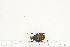  ( - BC-TB7211)  @11 [ ] Copyright (2010) Thierry Bouyer Research Collection of Philippe Leonard