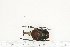  ( - BC-TB7217)  @11 [ ] Copyright (2010) Thierry Bouyer Research Collection of Philippe Leonard