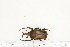  ( - BC-TB7219)  @11 [ ] Copyright (2010) Thierry Bouyer Research Collection of Philippe Leonard