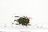  ( - BC-TB7220)  @13 [ ] Copyright (2010) Thierry Bouyer Research Collection of Philippe Leonard