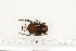  (Megalorhina mukengiana - BC-TB7228)  @13 [ ] Copyright (2010) Thierry Bouyer Research Collection of Philippe Leonard