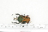  ( - BC-TB7229)  @11 [ ] Copyright (2010) Thierry Bouyer Research Collection of Philippe Leonard