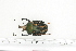  ( - BC-TB7230)  @11 [ ] Copyright (2010) Thierry Bouyer Research Collection of Philippe Leonard