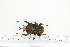 ( - BC-TB7231)  @11 [ ] Copyright (2010) Thierry Bouyer Research Collection of Philippe Leonard