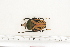  ( - BC-TB7233)  @11 [ ] Copyright (2010) Thierry Bouyer Research Collection of Philippe Leonard