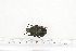  ( - BC-TB7236)  @12 [ ] Copyright (2010) Thierry Bouyer Research Collection of Philippe Leonard