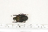  ( - BC-TB7238)  @11 [ ] Copyright (2010) Thierry Bouyer Research Collection of Philippe Leonard