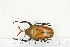  ( - BC-TB7253)  @13 [ ] Copyright (2010) Thierry Bouyer Research Collection of Philippe Leonard