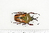  (Eudicella daphnis - BC-TB7262)  @12 [ ] Copyright (2010) Thierry Bouyer Research Collection of Philippe Leonard