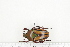  ( - BC-TB7263)  @11 [ ] Copyright (2010) Thierry Bouyer Research Collection of Philippe Leonard