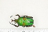  (Eudicella intermedia - BC-TB7274)  @13 [ ] Copyright (2010) Thierry Bouyer Research Collection of Philippe Leonard
