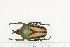  (Eudicella ducalis - BC-TB7278)  @13 [ ] Copyright (2010) Thierry Bouyer Research Collection of Philippe Leonard