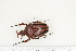  ( - BC-TB7282)  @11 [ ] Copyright (2010) Thierry Bouyer Research Collection of Philippe Leonard