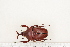  ( - BC-TB7284)  @12 [ ] Copyright (2010) Thierry Bouyer Research Collection of Philippe Leonard