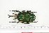  ( - BC-TB7286)  @14 [ ] Copyright (2010) Thierry Bouyer Research Collection of Philippe Leonard