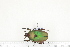  ( - BC-TB7302)  @11 [ ] Copyright (2010) Thierry Bouyer Research Collection of Philippe Leonard