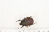  (Compsocephalus rotteveeli - BC-TB7303)  @13 [ ] Copyright (2010) Thierry Bouyer Research Collection of Philippe Leonard