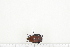  (Lansbergia - BC-TB7311)  @11 [ ] Copyright (2010) Thierry Bouyer Research Collection of Philippe Leonard