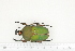  (Compsocephalus dohertyi - BC-TB7317)  @13 [ ] Copyright (2010) Thierry Bouyer Research Collection of Philippe Leonard