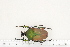  (Compsocephalus - BC-TB7320)  @13 [ ] Copyright (2010) Thierry Bouyer Research Collection of Philippe Leonard